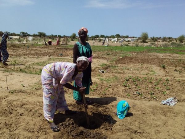 PLANTATION DU PERIMETRE MARAICHER ET ARBORICOLE DES FEMMES DE DOUMGA RINDIAW