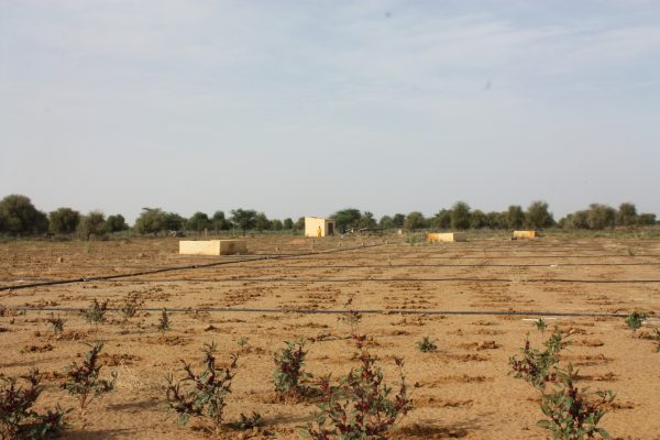 &laquo; Les Vergers du Fuuta &raquo; derni&egrave;re phase